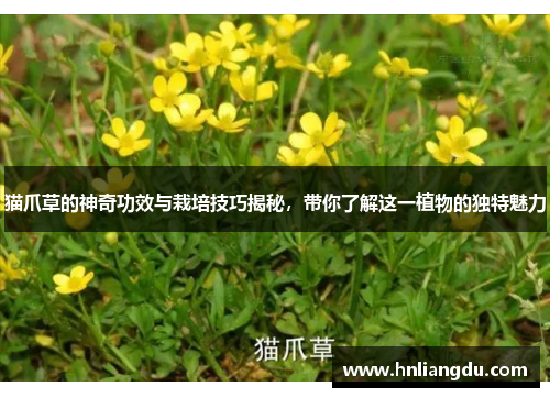 猫爪草的神奇功效与栽培技巧揭秘，带你了解这一植物的独特魅力